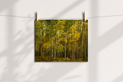 Yellow Aspens Trees in the Fall  Home Decor Wall Art