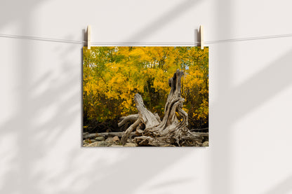 Wyoming Fall Scenery  Home Decor Wall Art