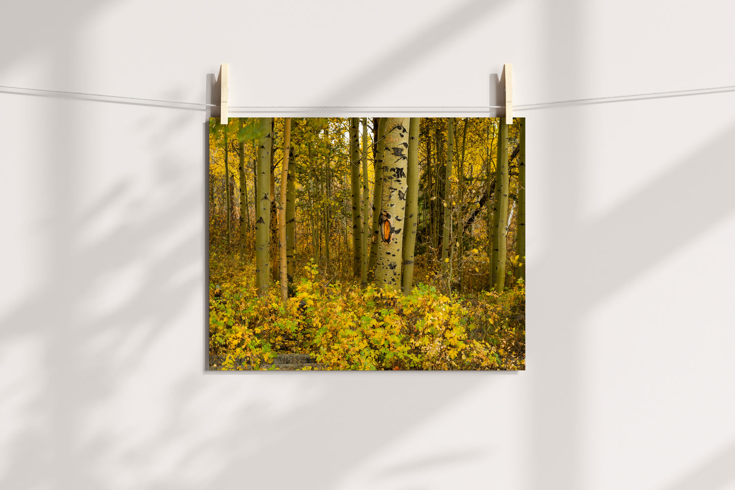 Aspen Trees in the Fall Home Decor Wall Art