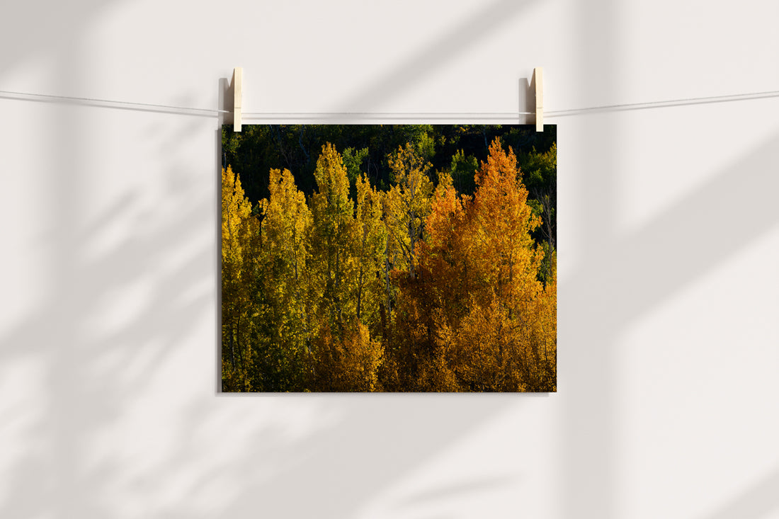 Detail of Aspens in the Fall Home Decor Wall Art