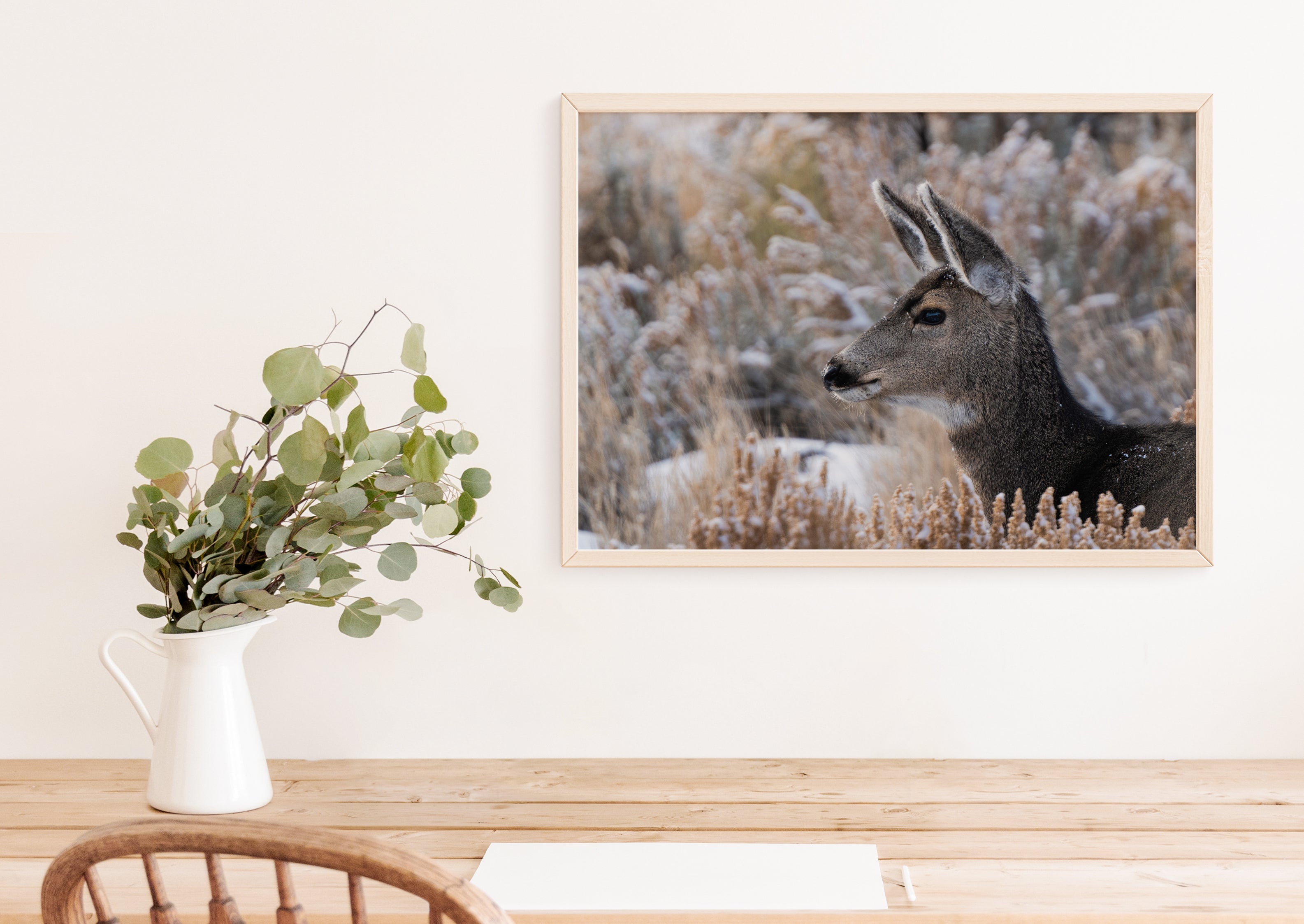 Mule Deer Fawn Wildlife Photography