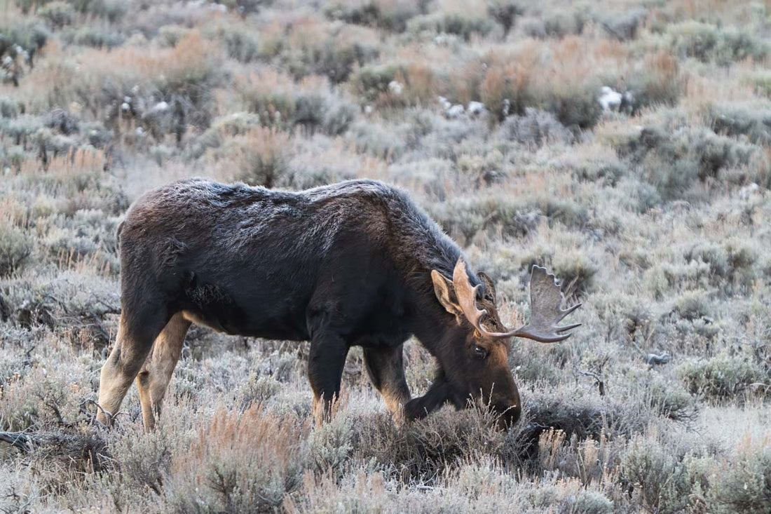 Moose at First Light