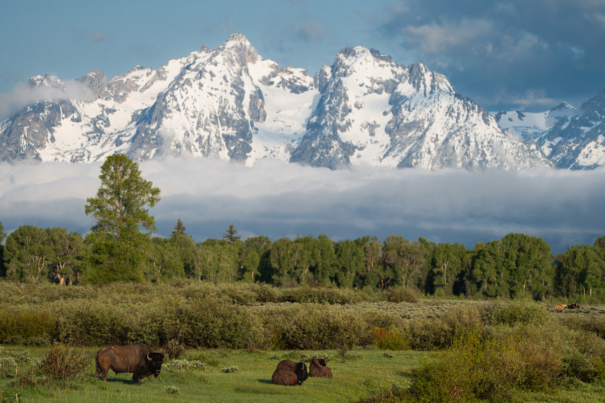 Where the Bison Stand: Grand Teton Morning