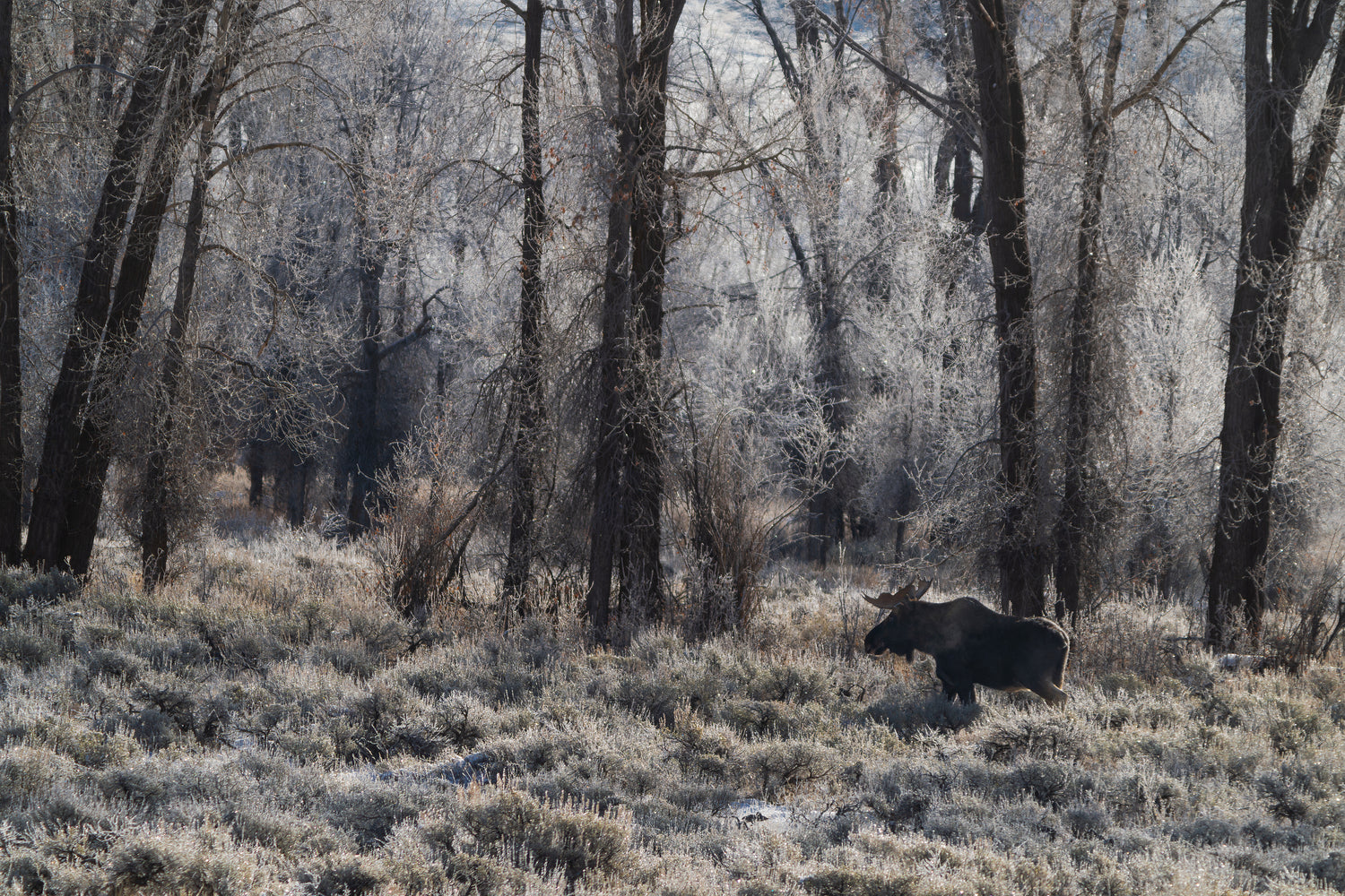 When the Tetons Went Silent