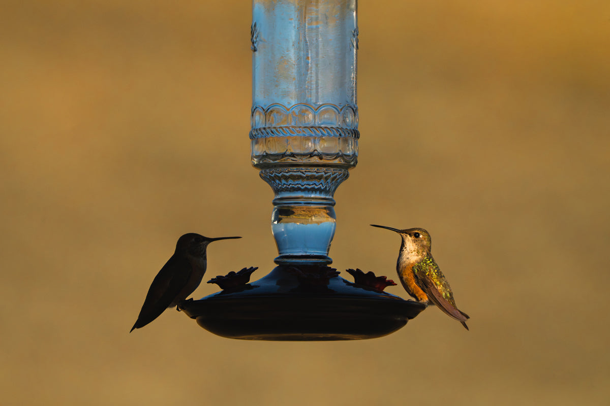 Yin and Yang: Two Hummingbirds at the Feeder