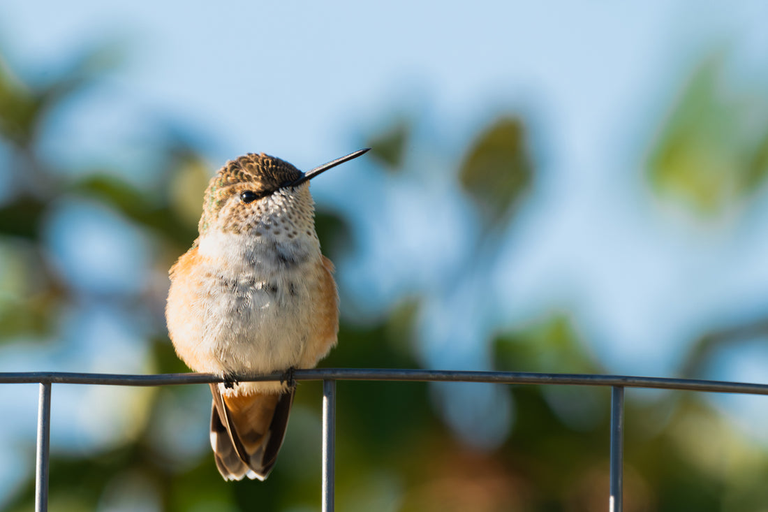 Hummingbird