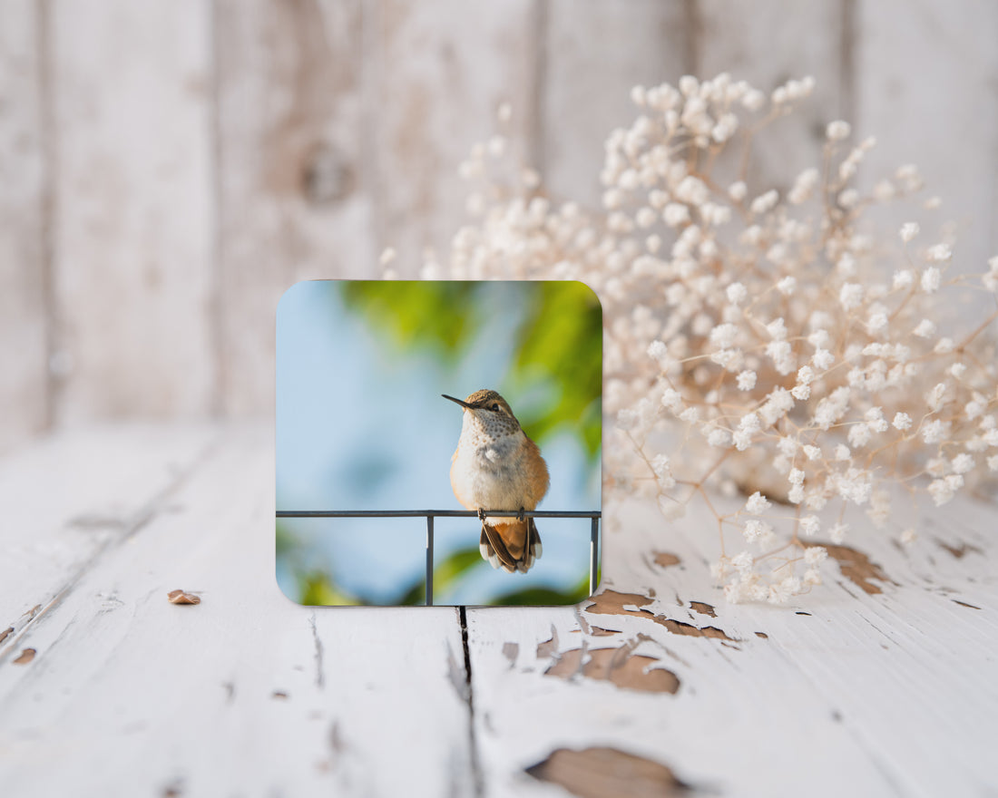 Hummingbird Cork-back coaster