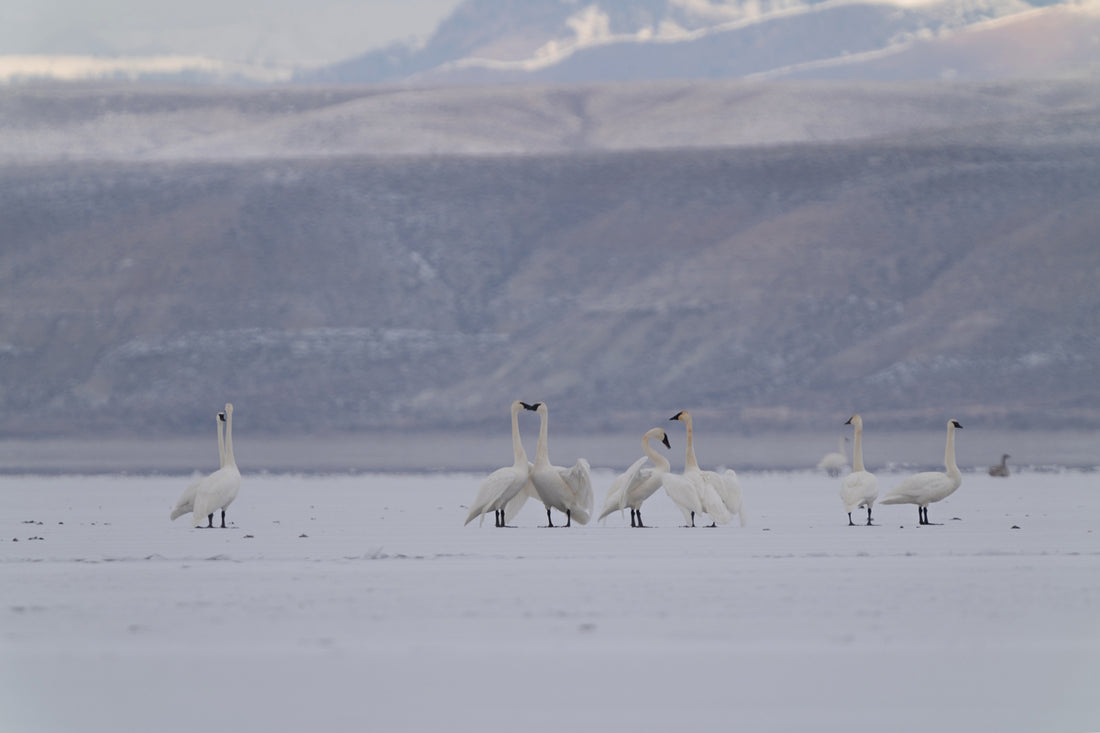 Swan Artwork: A Symphony of Light, Ice, and Wildlife