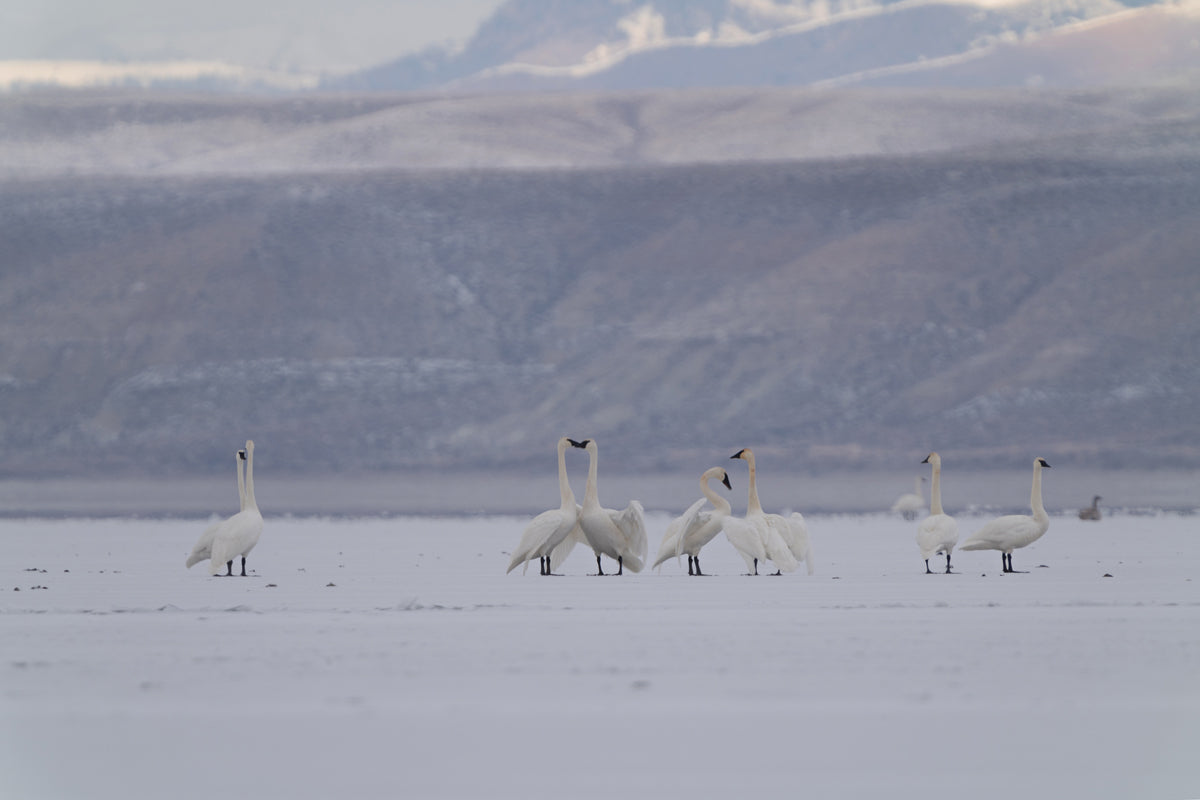 Swan Artwork: A Symphony of Light, Ice, and Wildlife