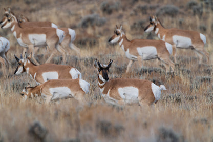 Grace in Motion: Stunning Pronghorn Artwork for Your Home