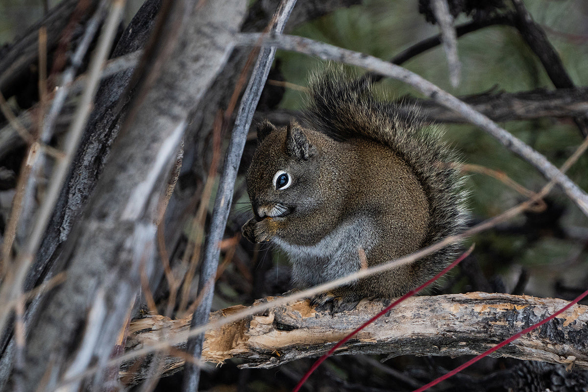 Wildlife Lover Gift: Squirrel Wall Art