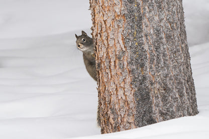 Wildlife Photography: Squirrel