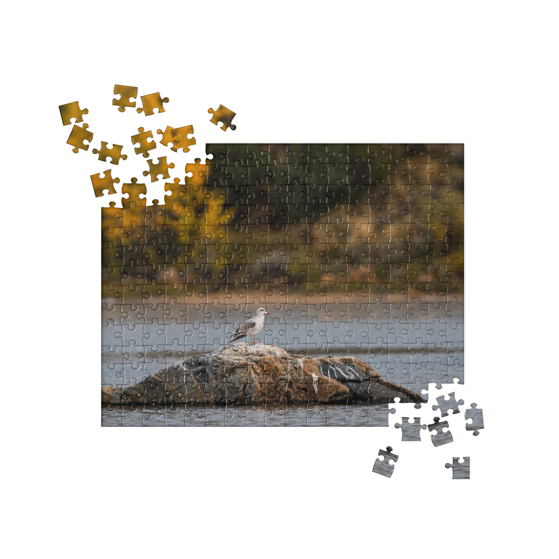 Ring Billed Gull Jigsaw puzzle