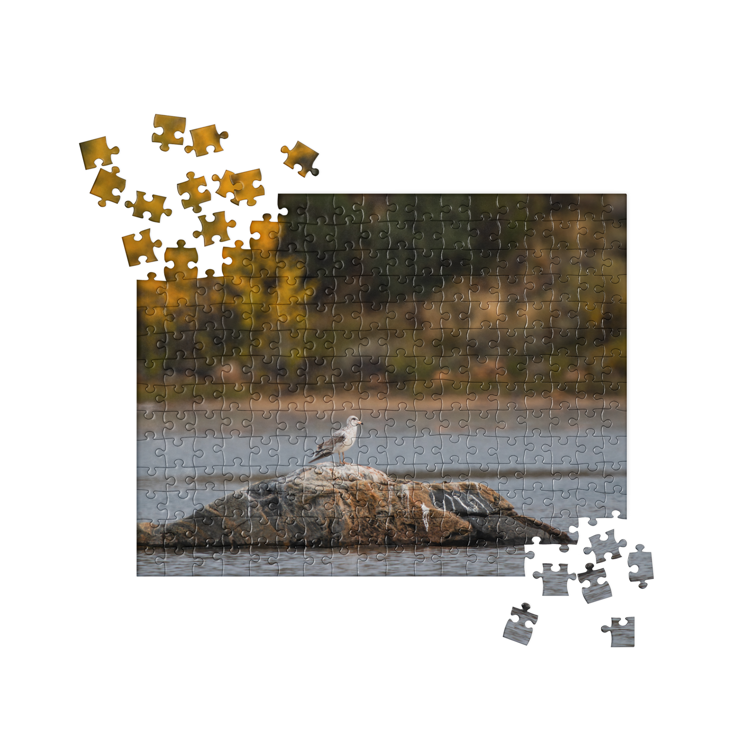 Ring Billed Gull Jigsaw puzzle