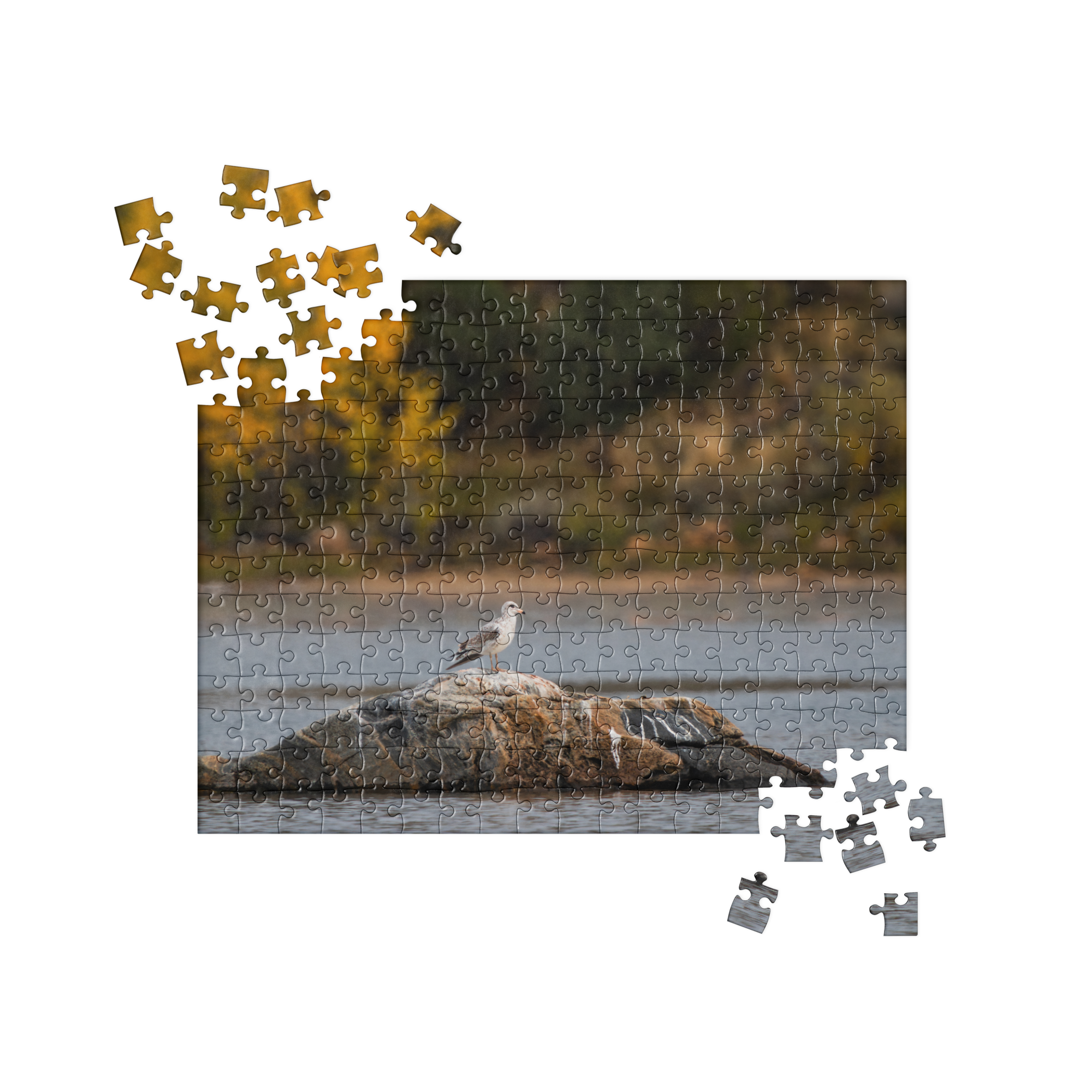 Ring Billed Gull Jigsaw puzzle