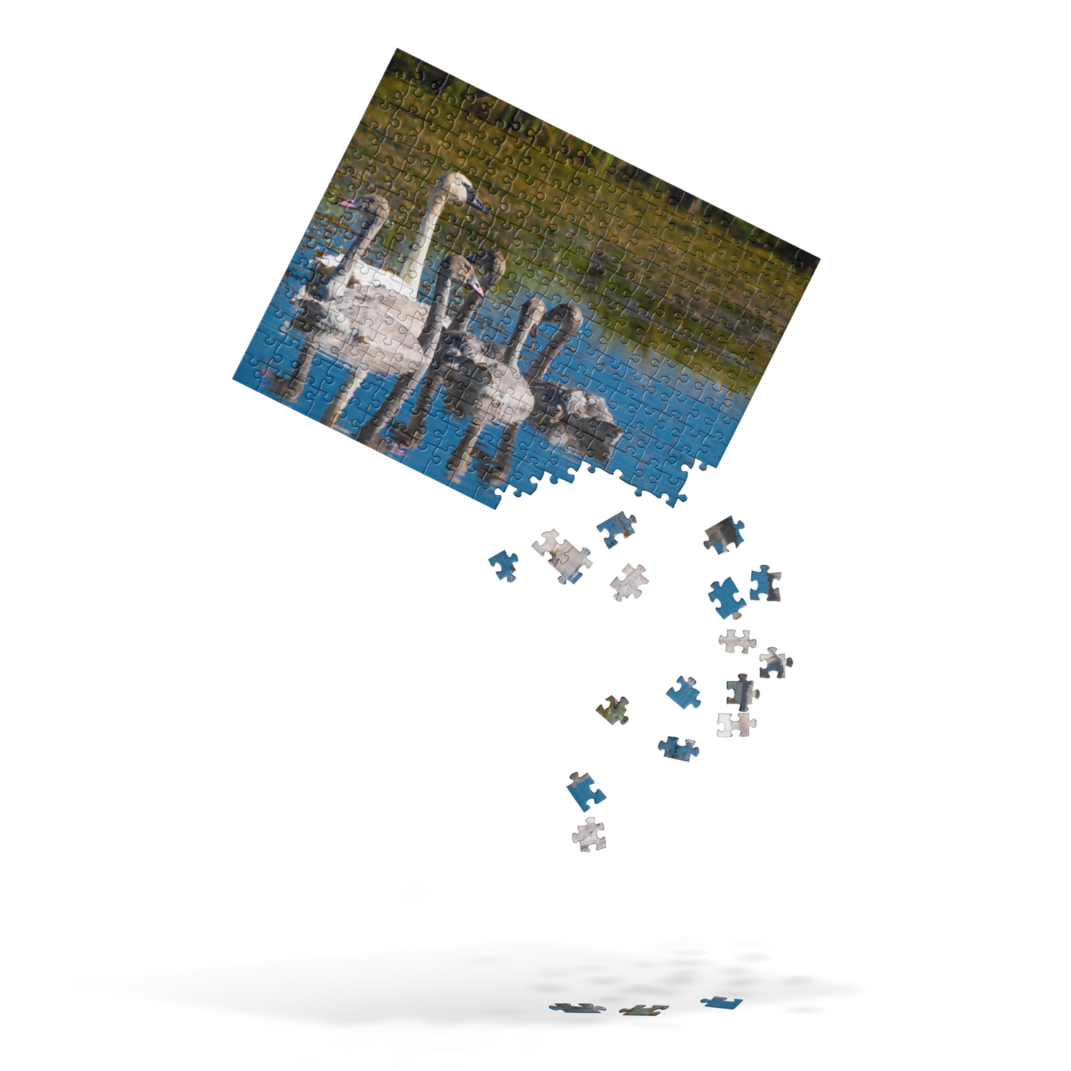 Swans Jigsaw puzzle