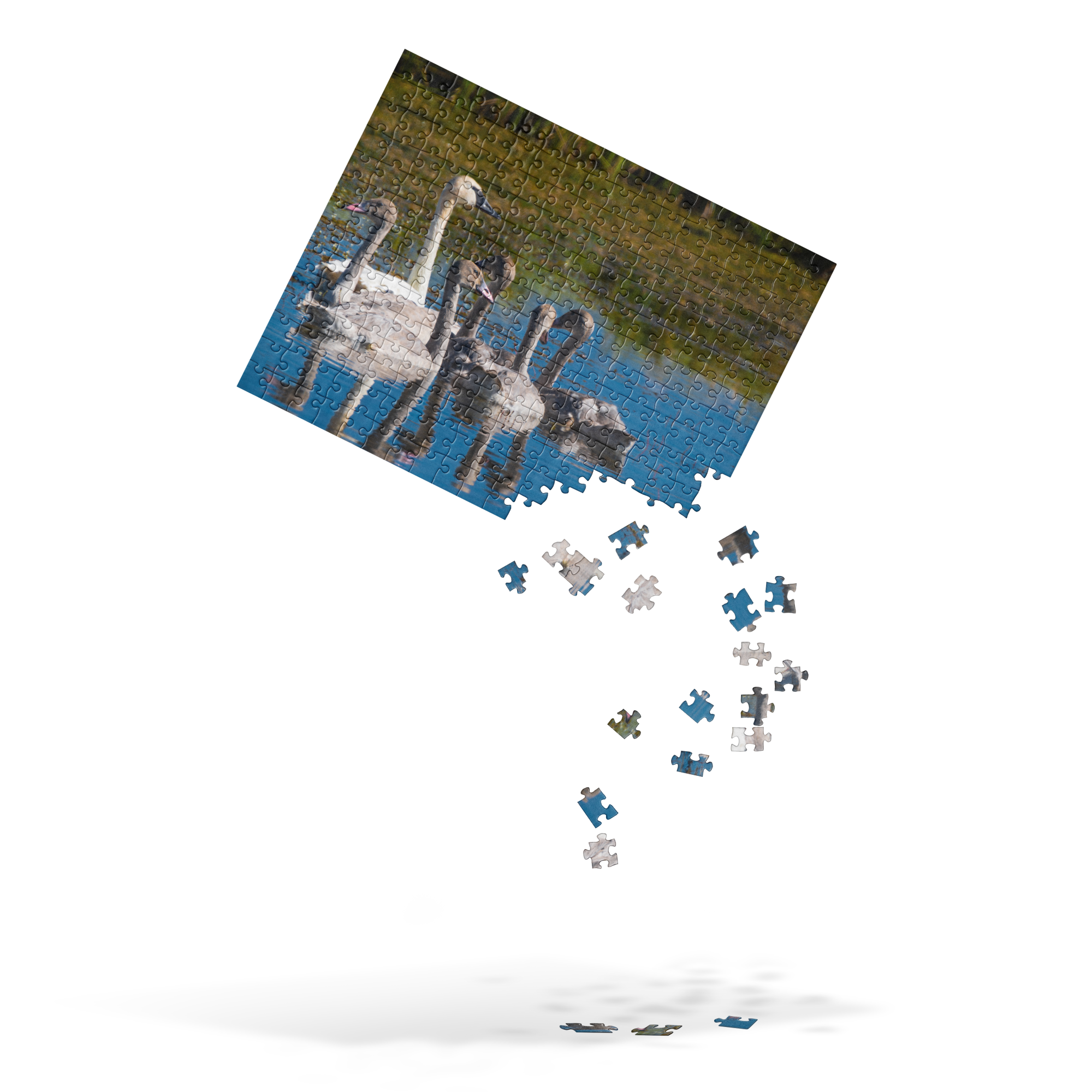 Swans Jigsaw puzzle