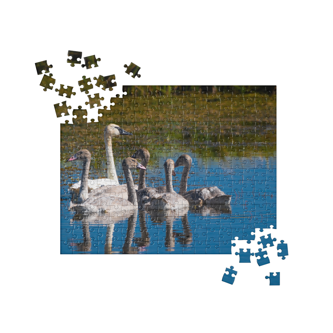 Swans Jigsaw puzzle