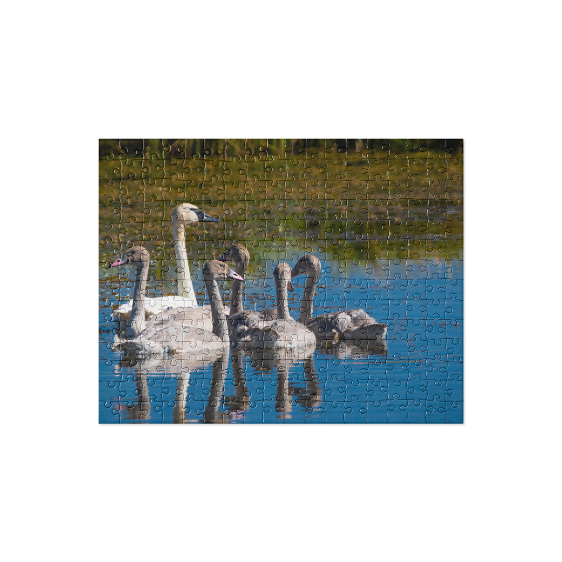 Swans Jigsaw puzzle