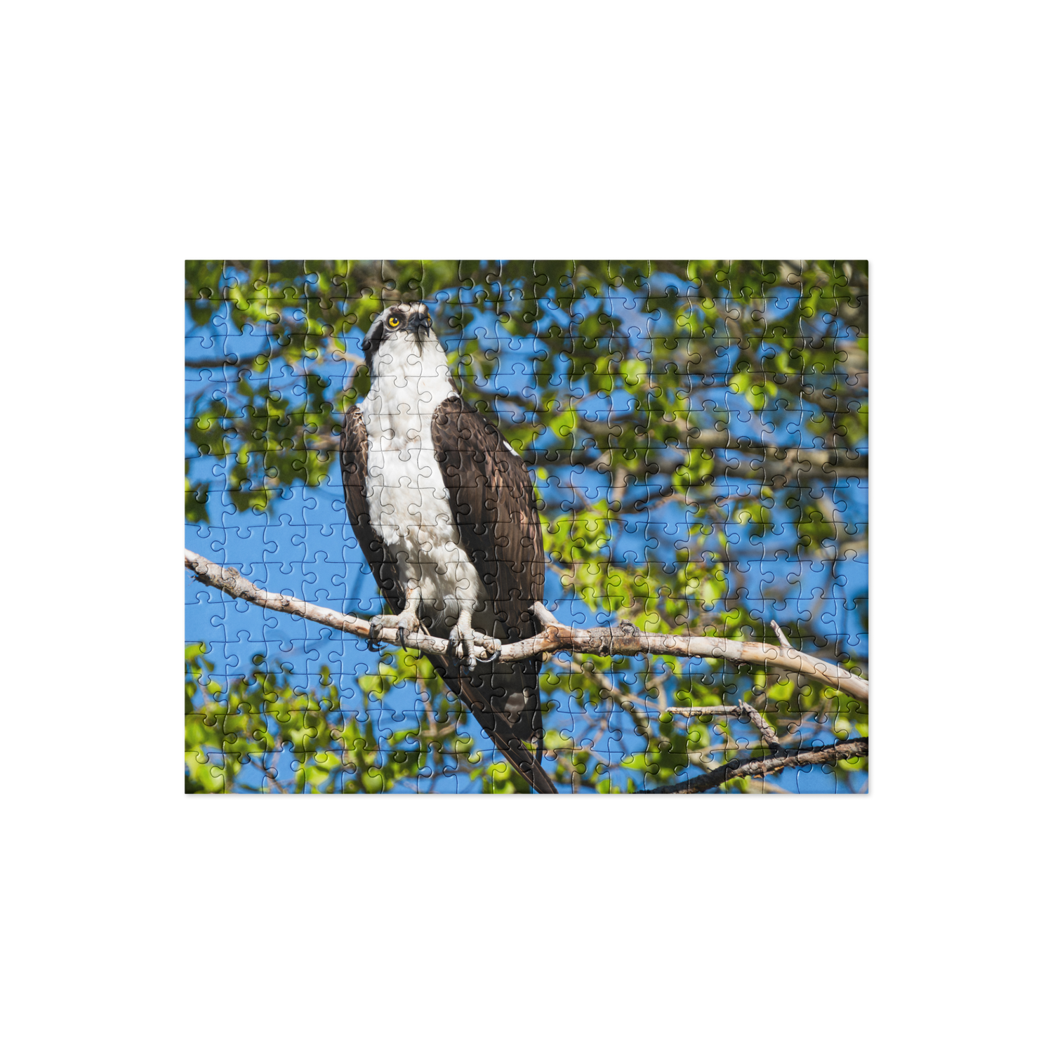 Osprey Jigsaw puzzle