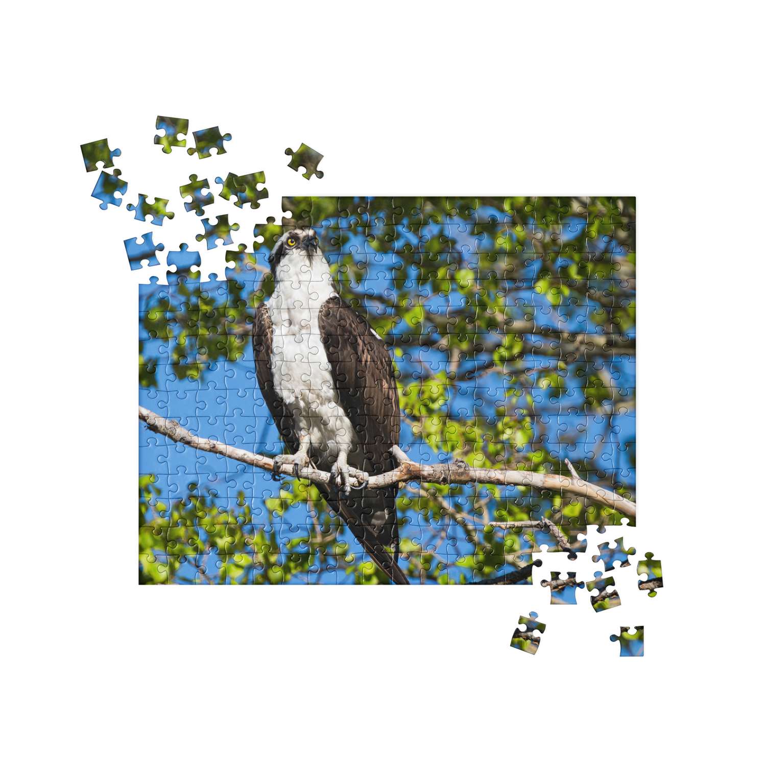 Osprey Jigsaw puzzle