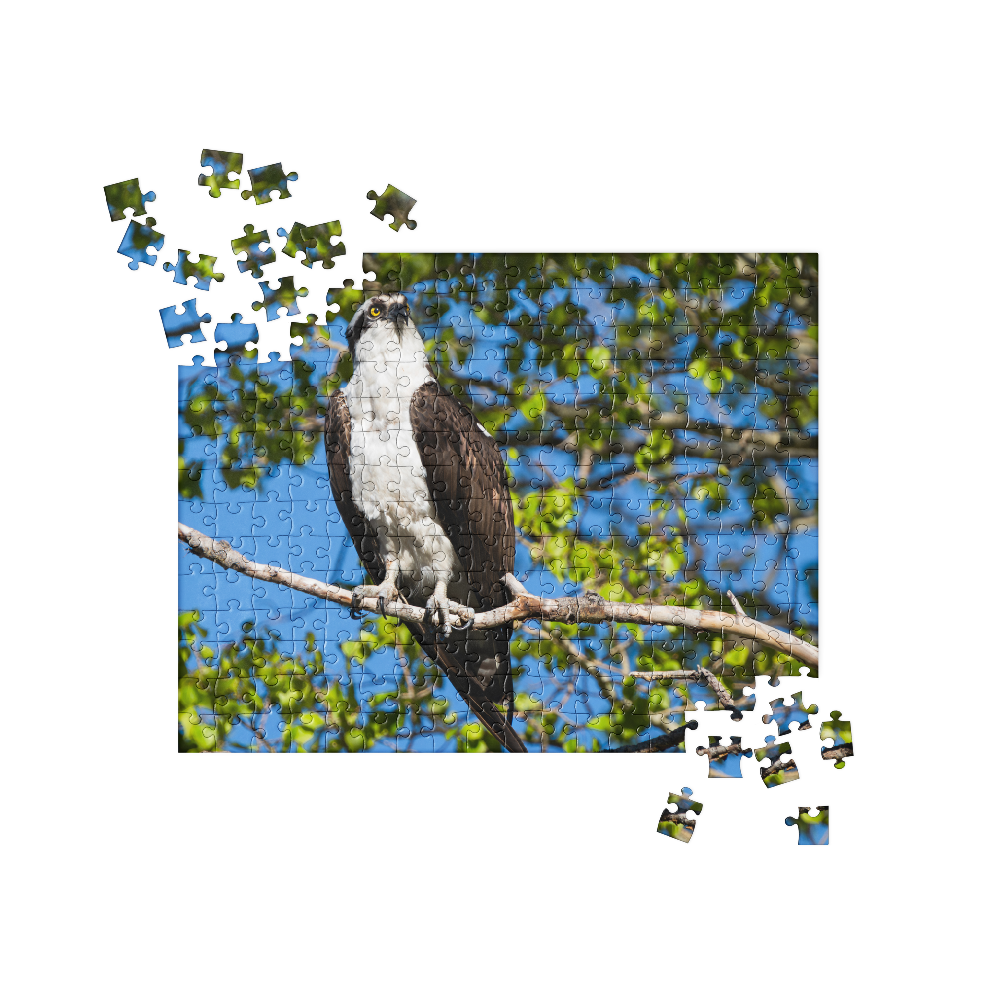 Osprey Jigsaw puzzle