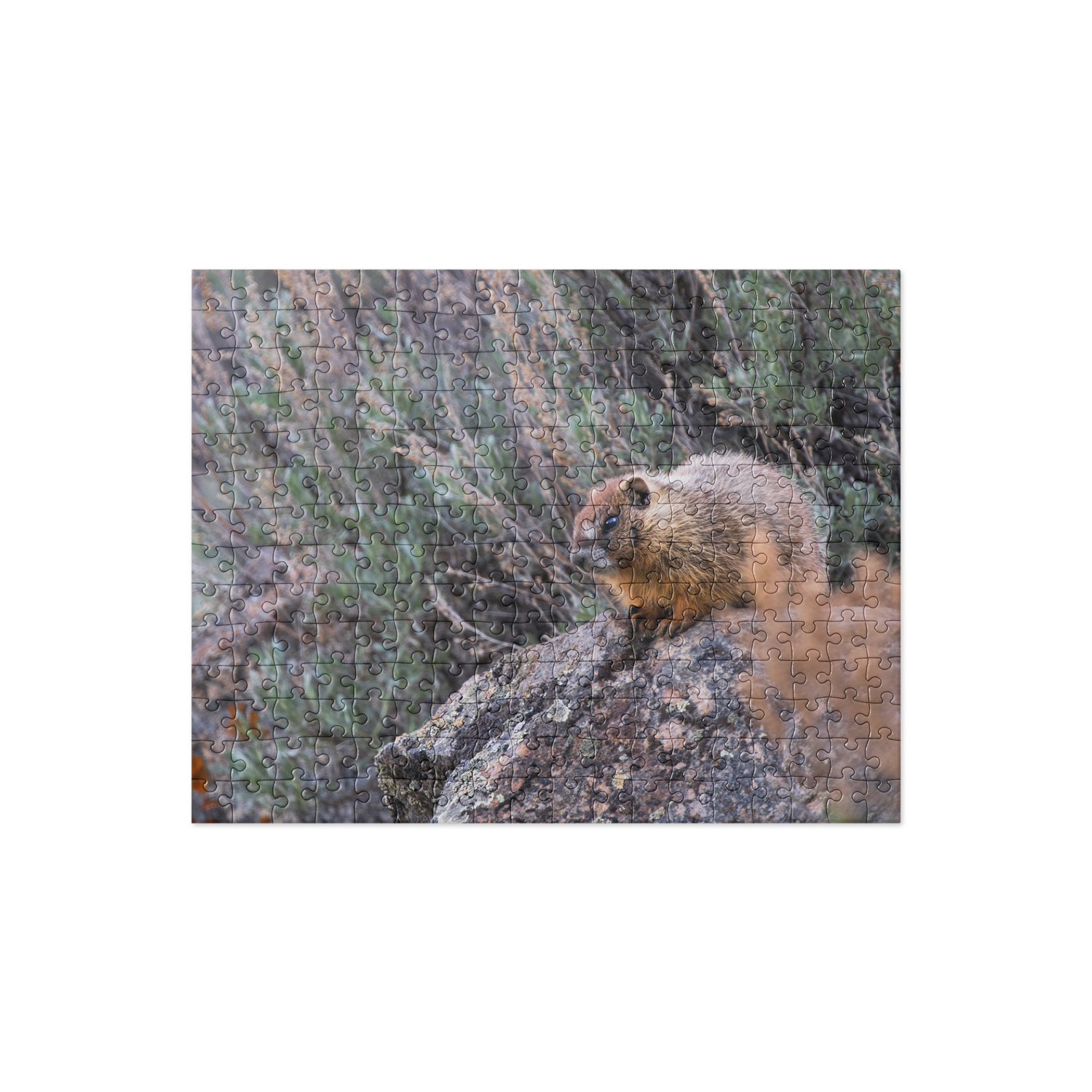 Baby Marmot Jigsaw puzzle