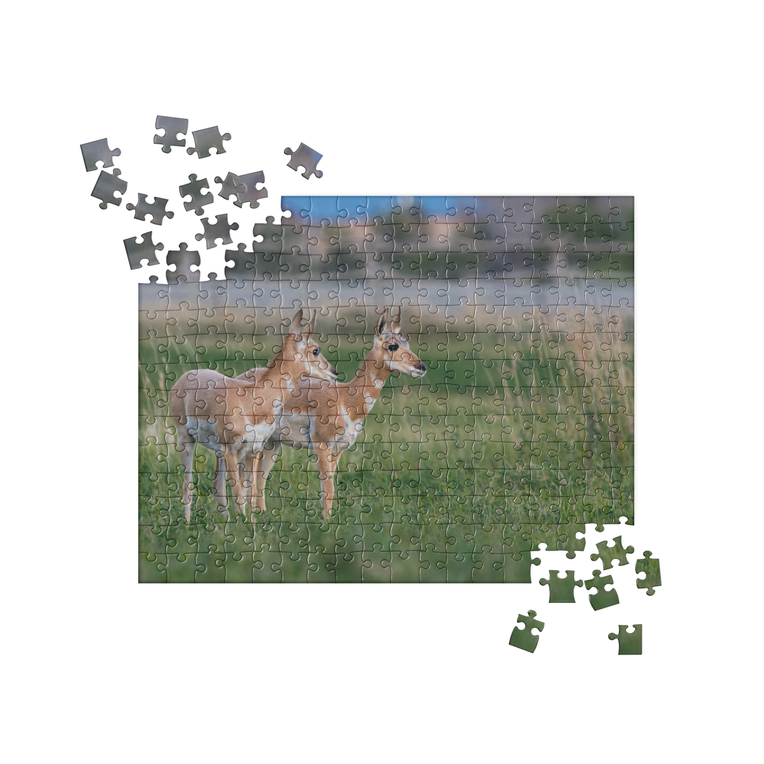 Pronghorn Jigsaw puzzle