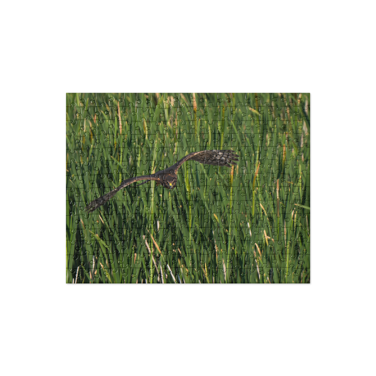 Northern Harrier Jigsaw puzzle