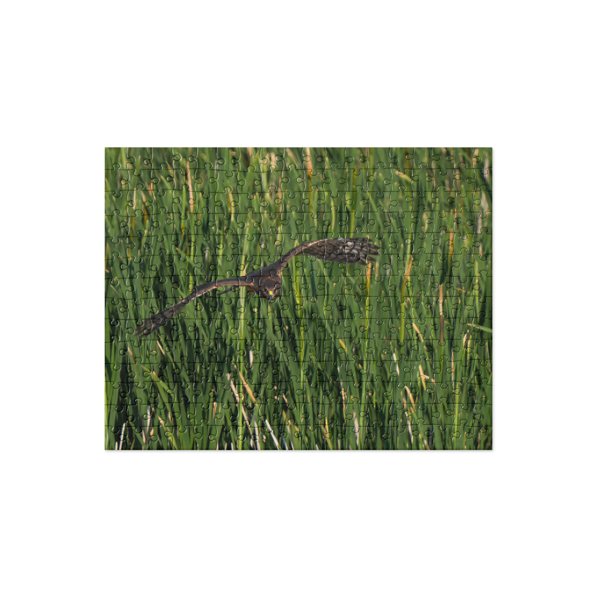 Northern Harrier Jigsaw puzzle