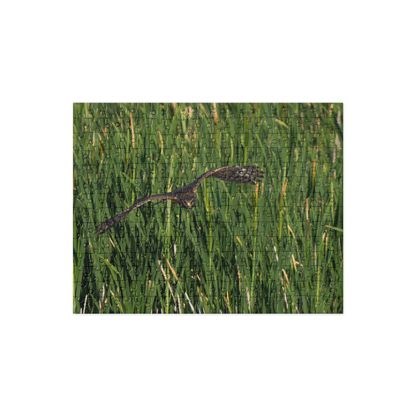 Northern Harrier Jigsaw puzzle