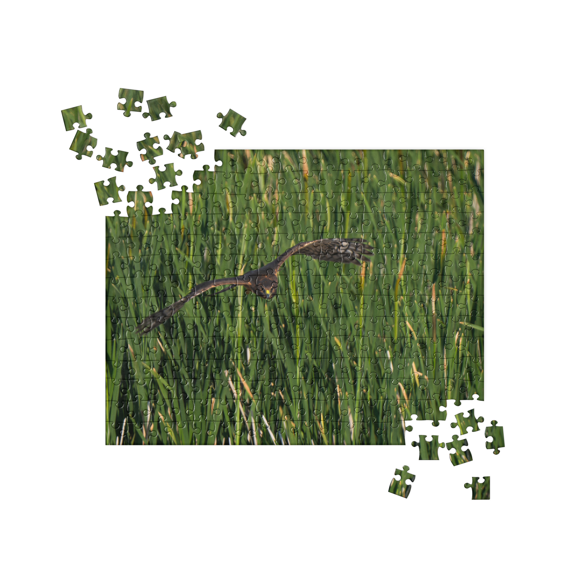 Northern Harrier Jigsaw puzzle