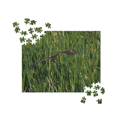 Northern Harrier Jigsaw puzzle