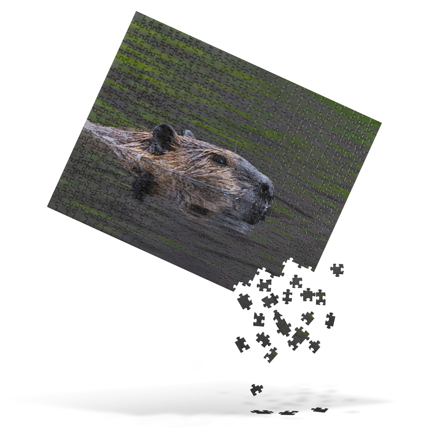 Beaver Close-up Jigsaw puzzle