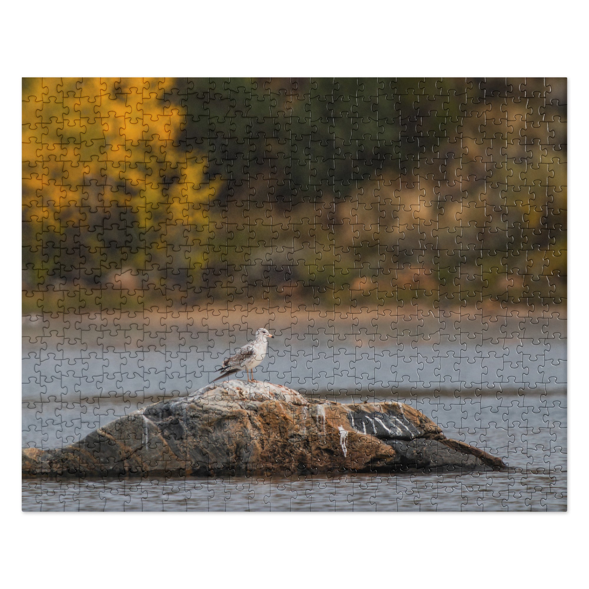 Ring Billed Gull Jigsaw puzzle