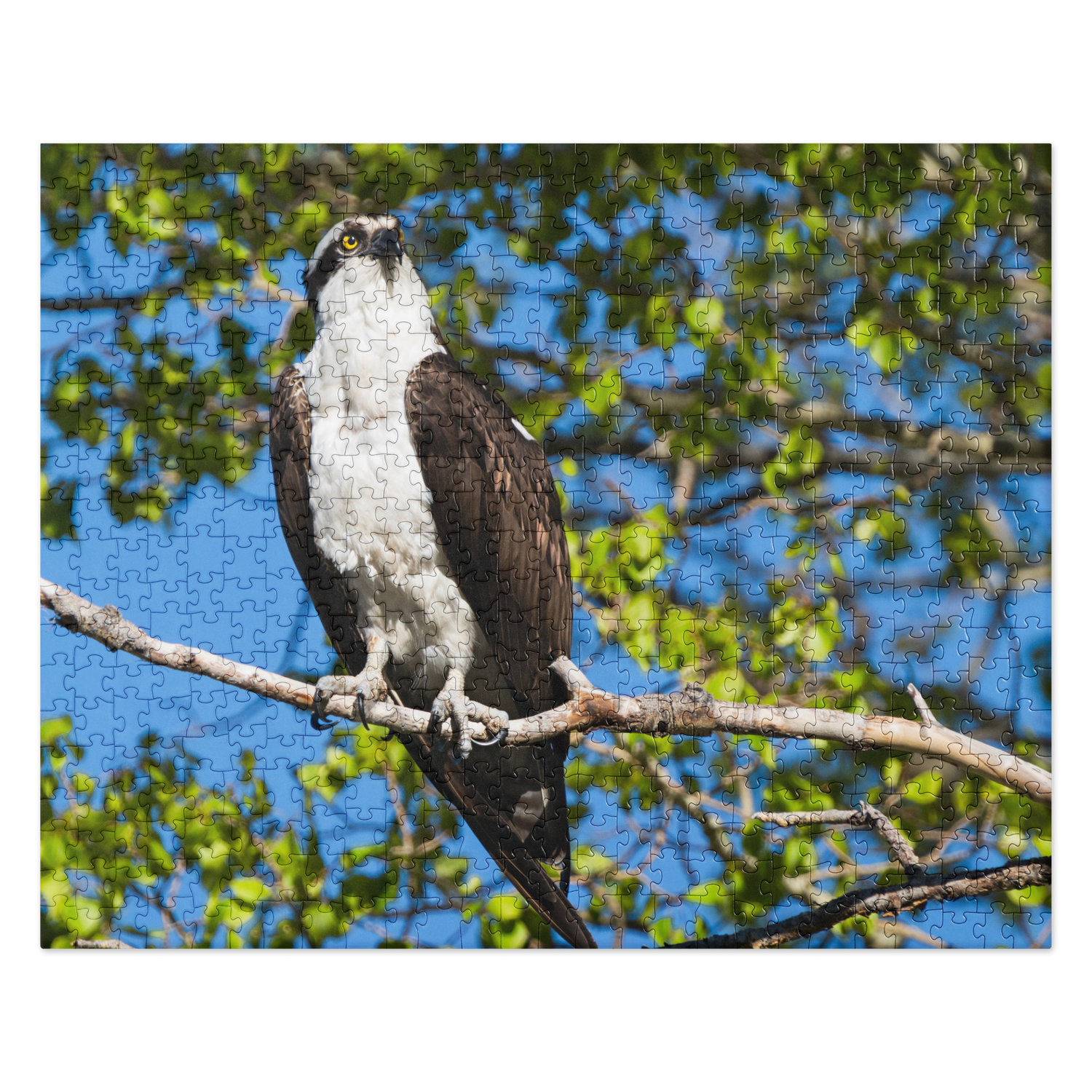 Osprey Jigsaw puzzle