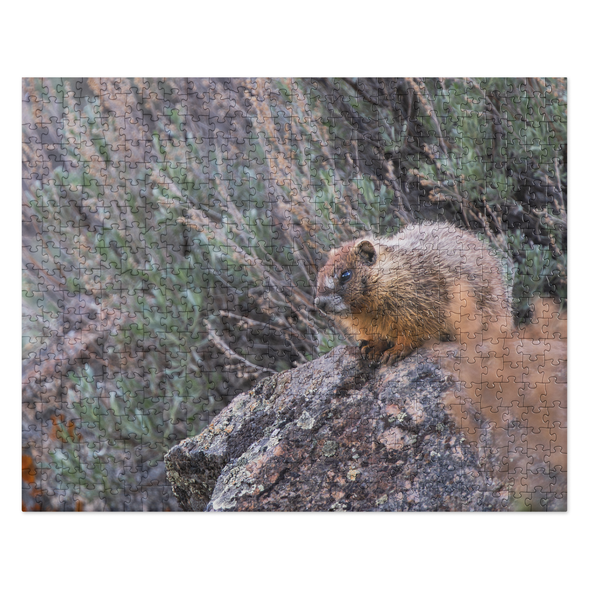 Baby Marmot Jigsaw puzzle