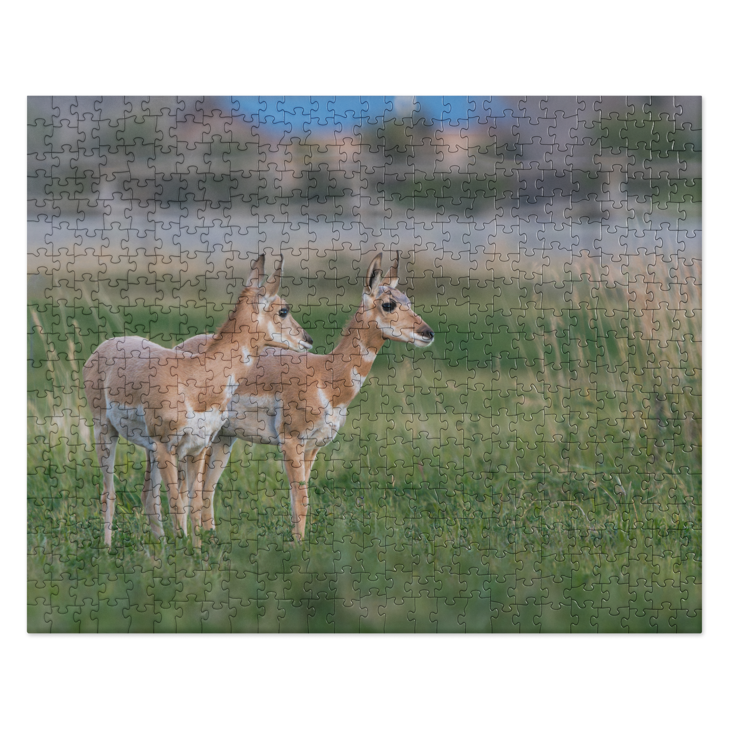 Pronghorn Jigsaw puzzle