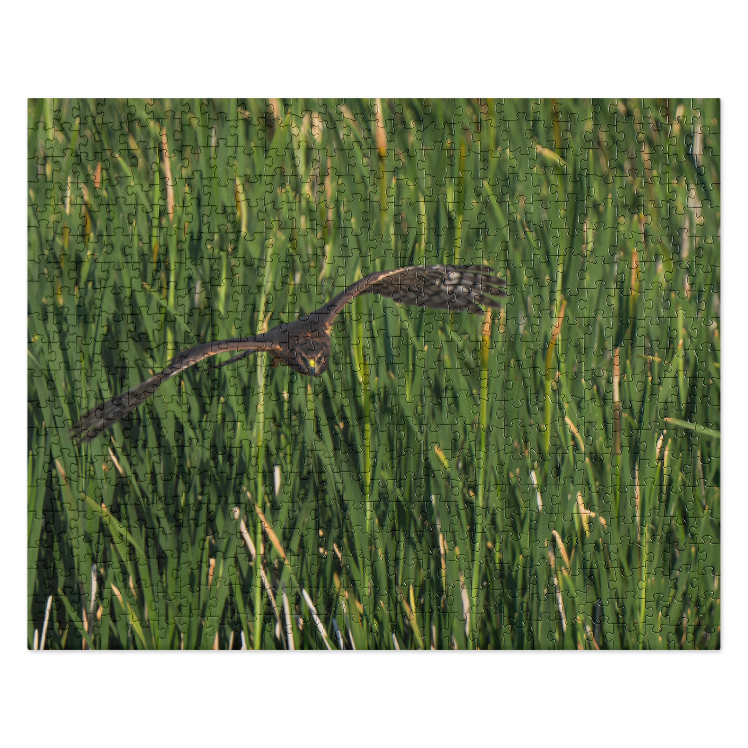 Northern Harrier Jigsaw puzzle