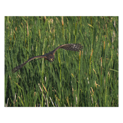 Northern Harrier Jigsaw puzzle
