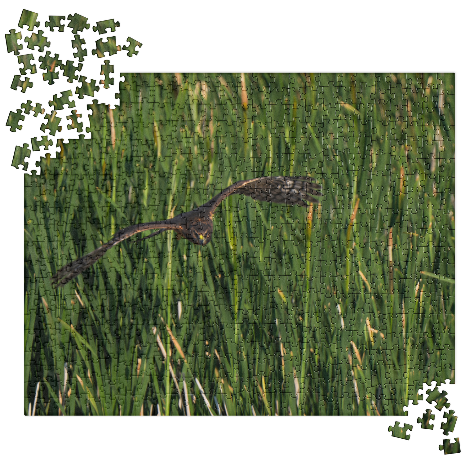 Northern Harrier Jigsaw puzzle