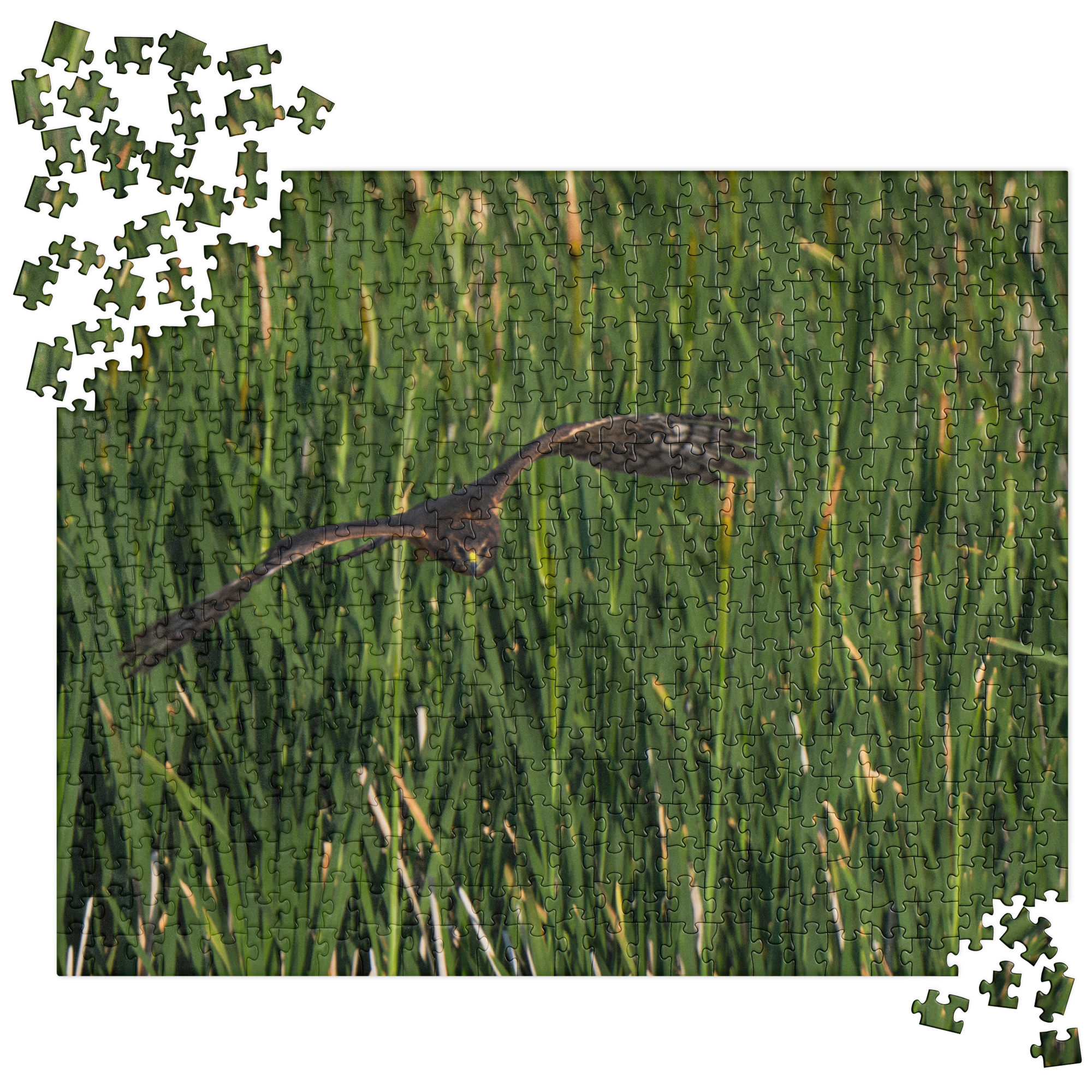 Northern Harrier Jigsaw puzzle