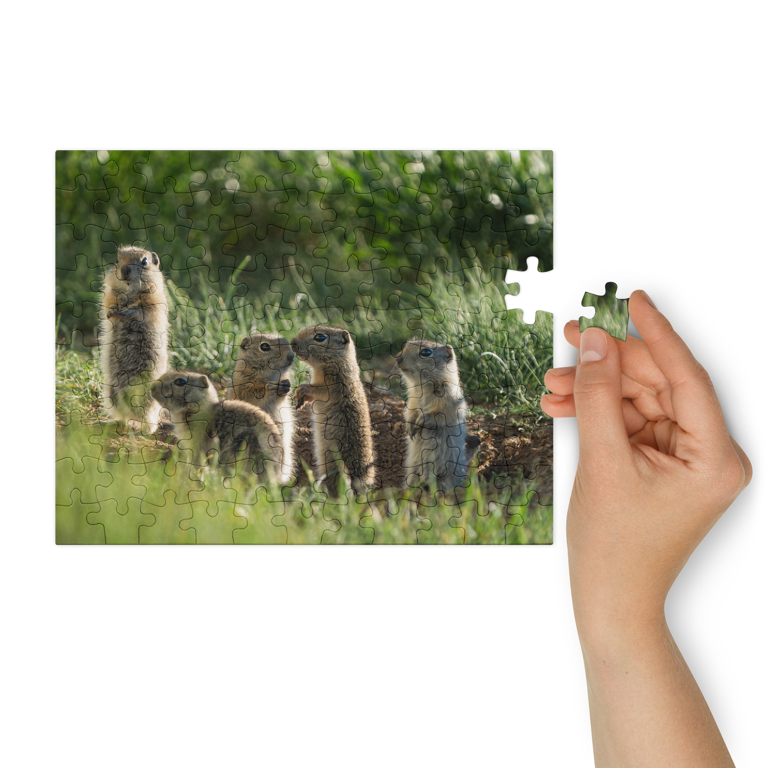 Baby Ground Squirrel Puzzle — Discover Tiny Wonders, Piece by Piece