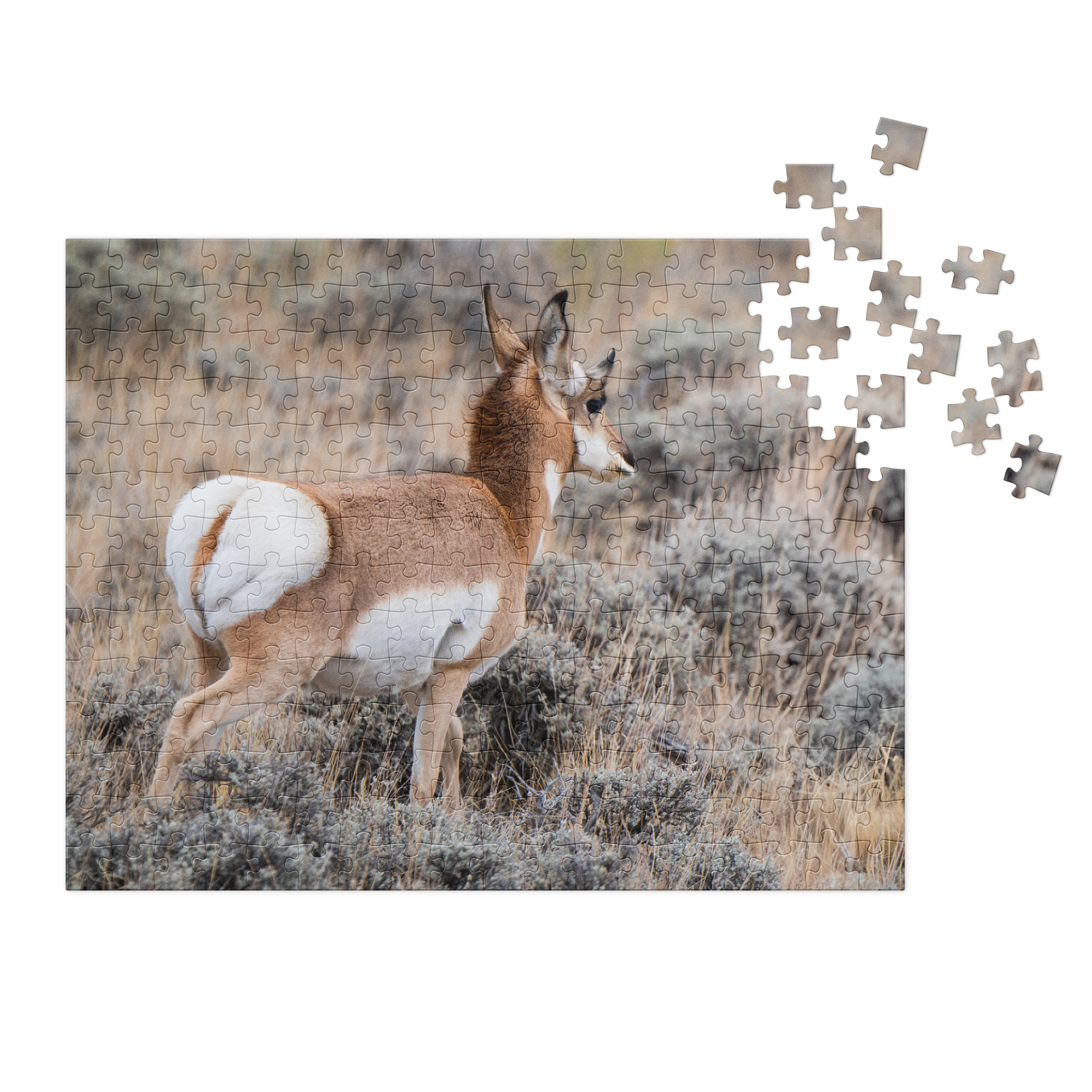 Pronghorn Jigsaw puzzle with tin