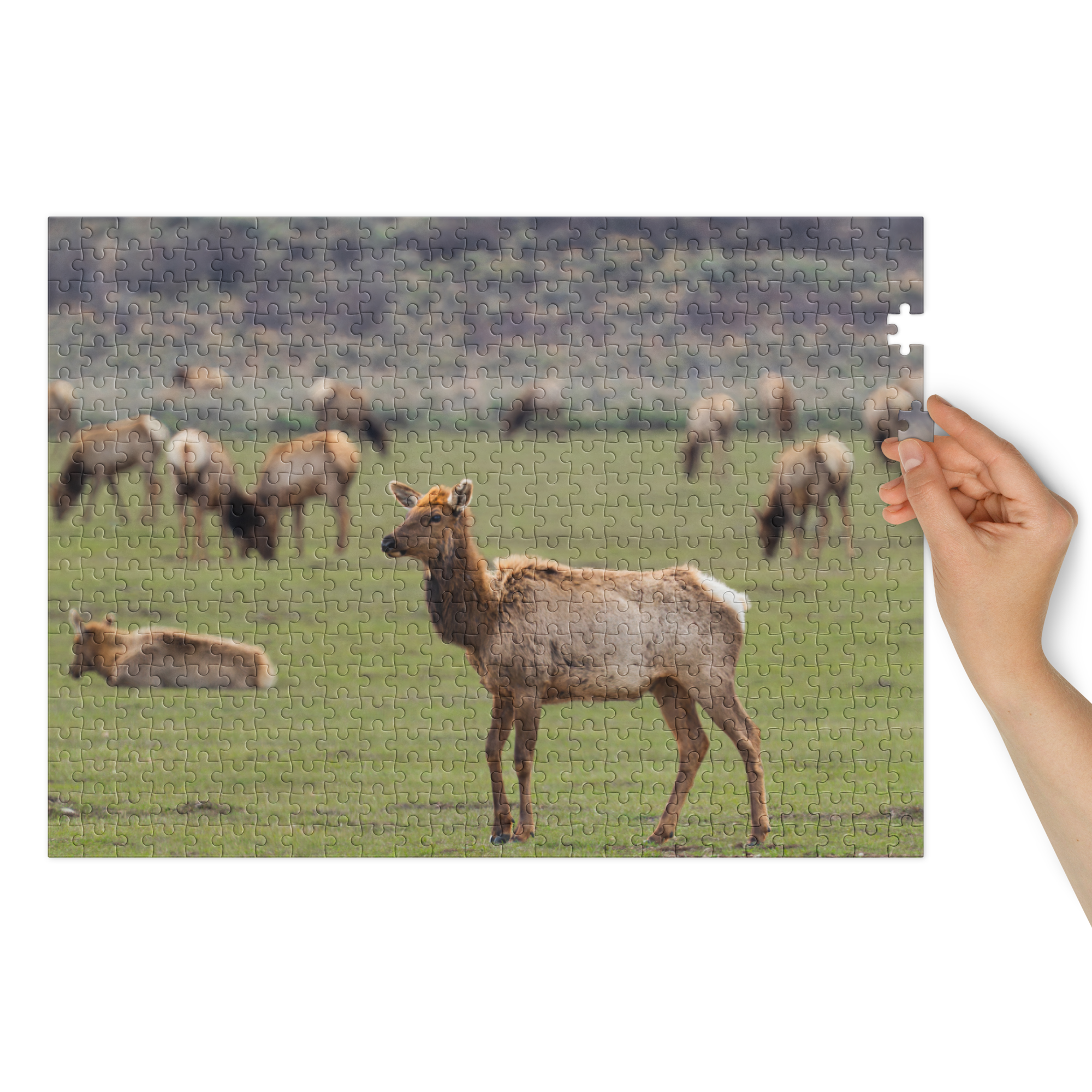 Elk Puzzle — A Golden Dawn, Piece by Piece