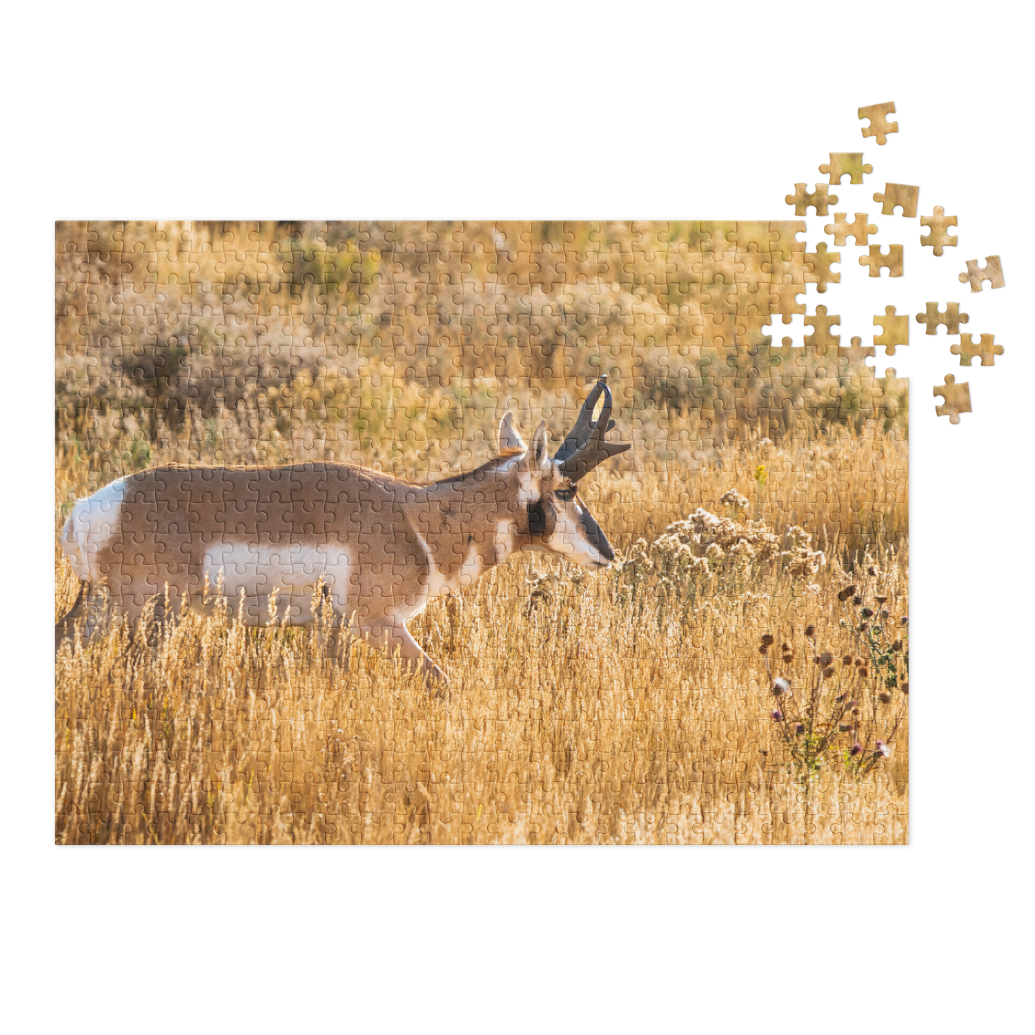 Pronghorn Puzzle | Bring Wyoming&