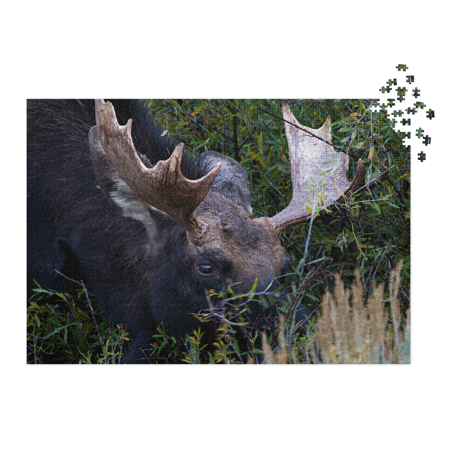 Moose Jigsaw puzzle with tin