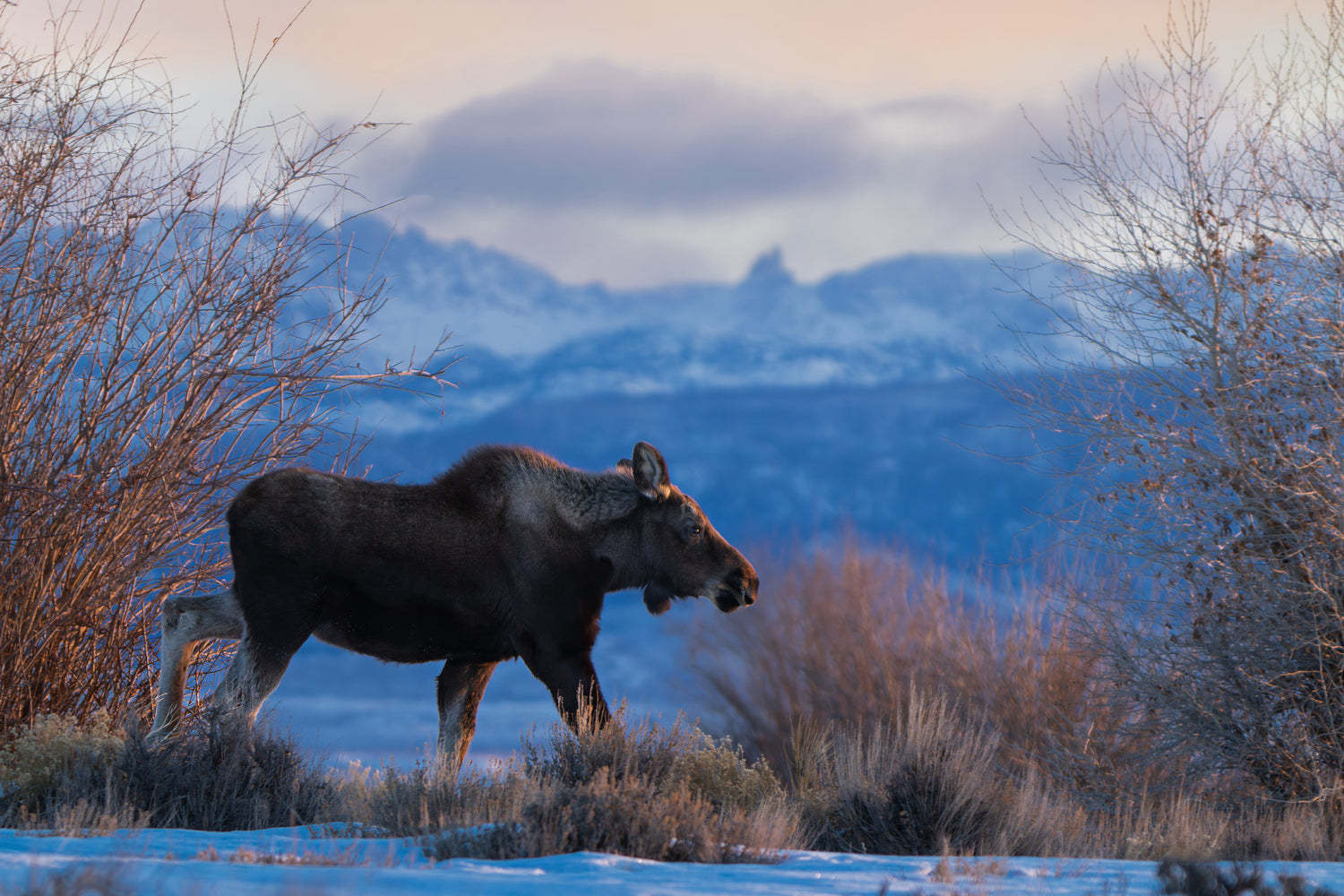 Moose in the Golden Wind River Range