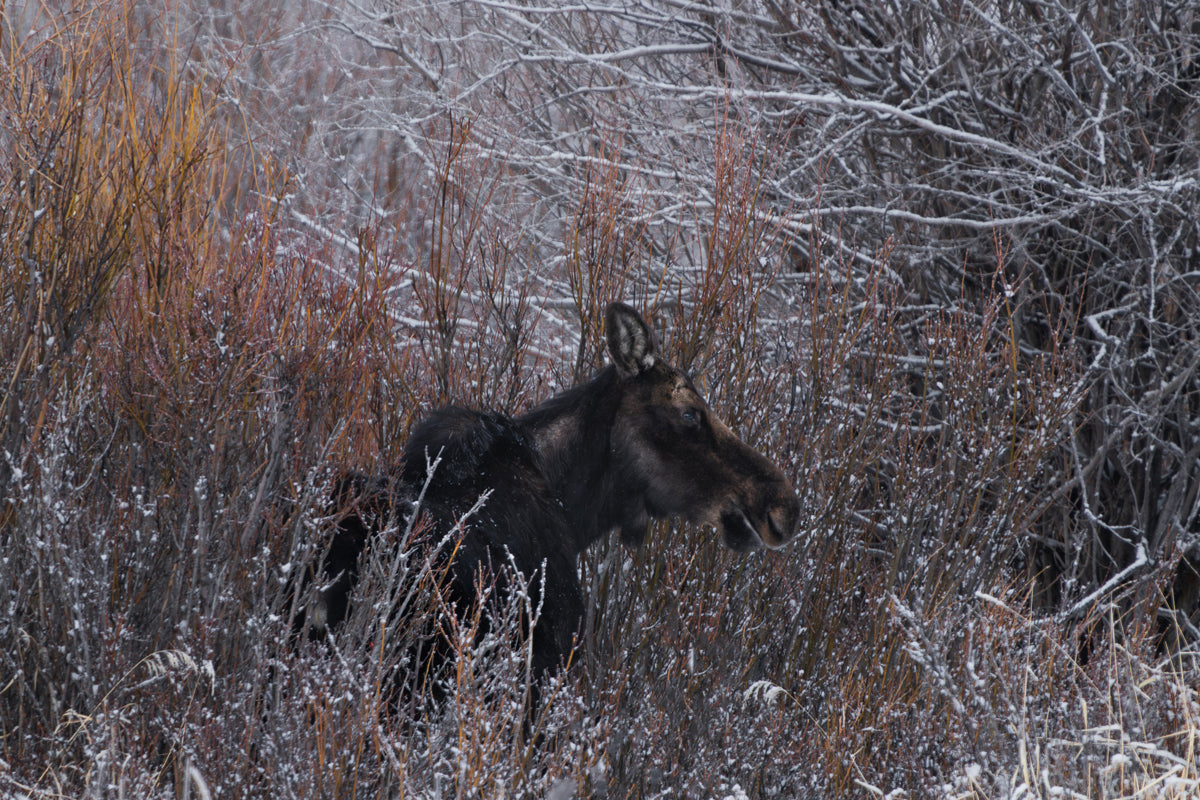 Majestic Moose Wall Art: Bring the Spirit of the Wild into Your Home