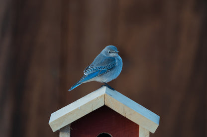 Bringing Nature Home: The Bluebird Inspiration